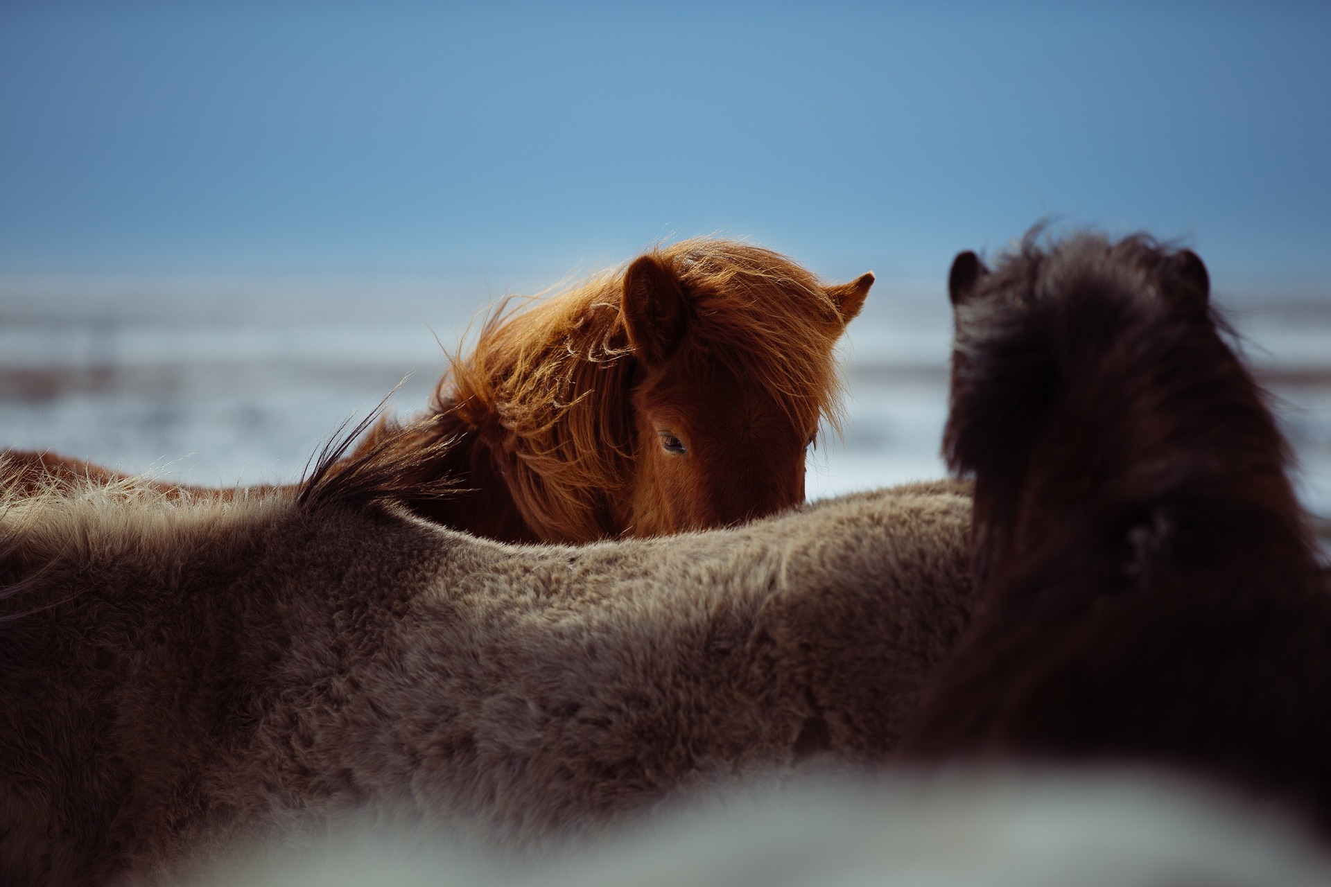 horses-1031259_1920